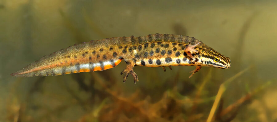 The Smooth Newt | Critter Science