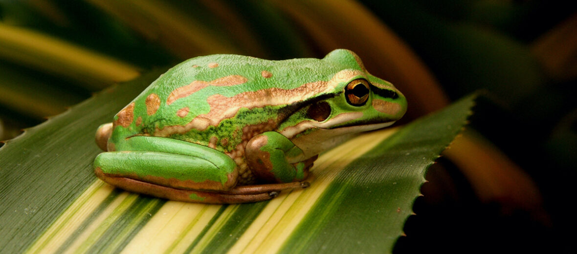 bell frog