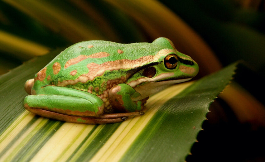 bell frog