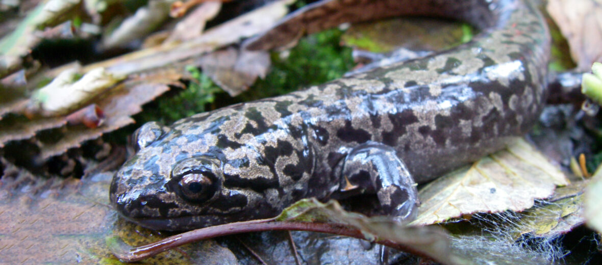 coastal giant salamander