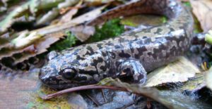 coastal giant salamander