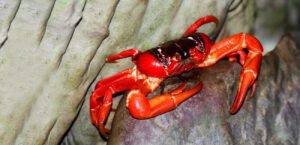 Christmas Island red crab