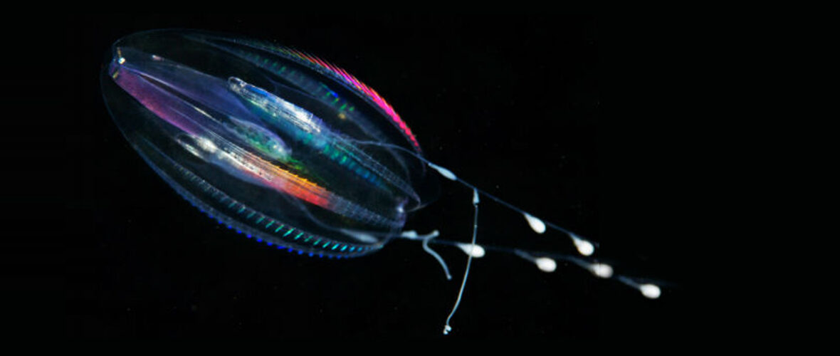 comb jelly