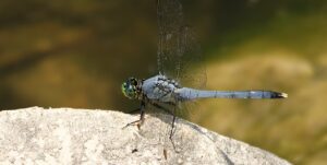 eastern pondhawk