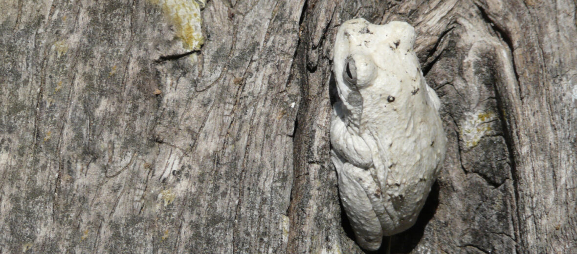 grey foam-nest tree frog