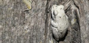 grey foam-nest tree frog