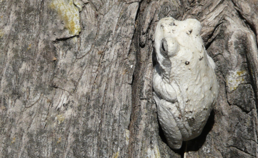 grey foam-nest tree frog