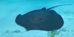 giant freshwater stingray