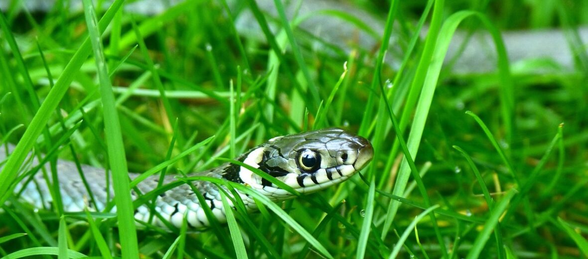 grass snake