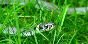 grass snake