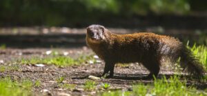 Indian brown mongoose