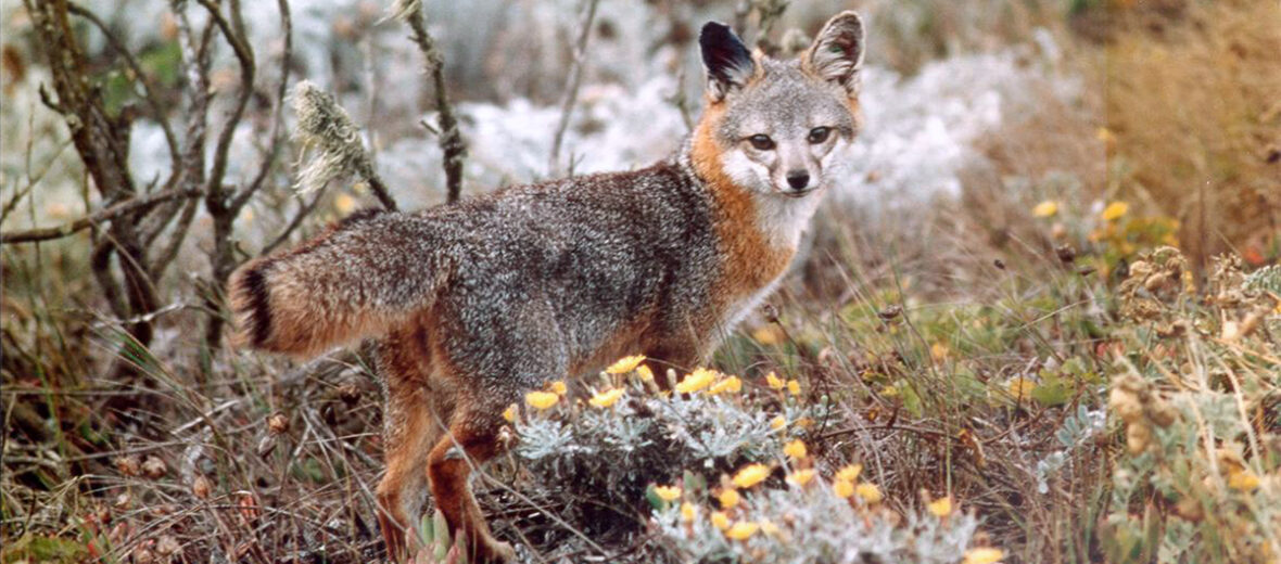 island fox