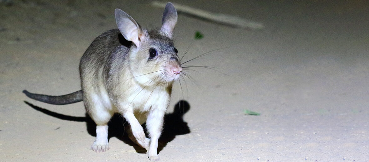 Malagasy giant jumping rat
