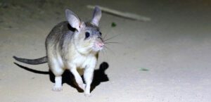 Malagasy giant jumping rat