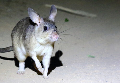 Malagasy giant jumping rat