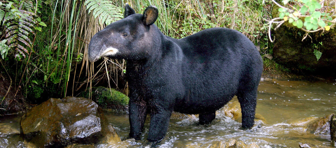 mountain tapir