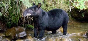 mountain tapir