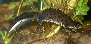 northern crested newt