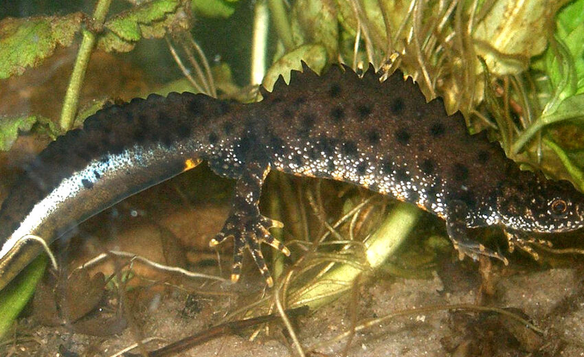 northern crested newt