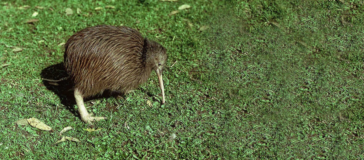 north island brown kiwi