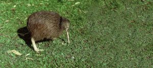 north island brown kiwi