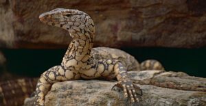 perentie