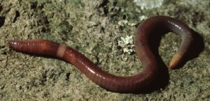 red worm