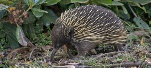 short-beaked echidna
