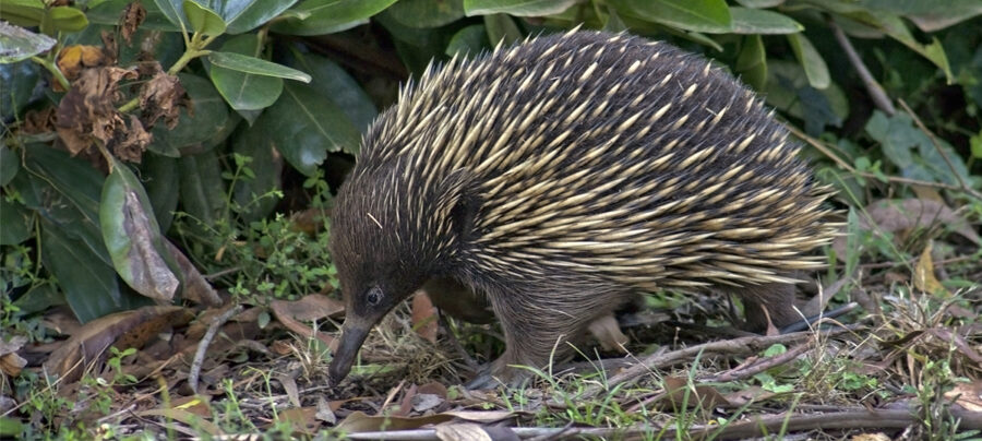 The Short-Beaked Echidna | Critter Science