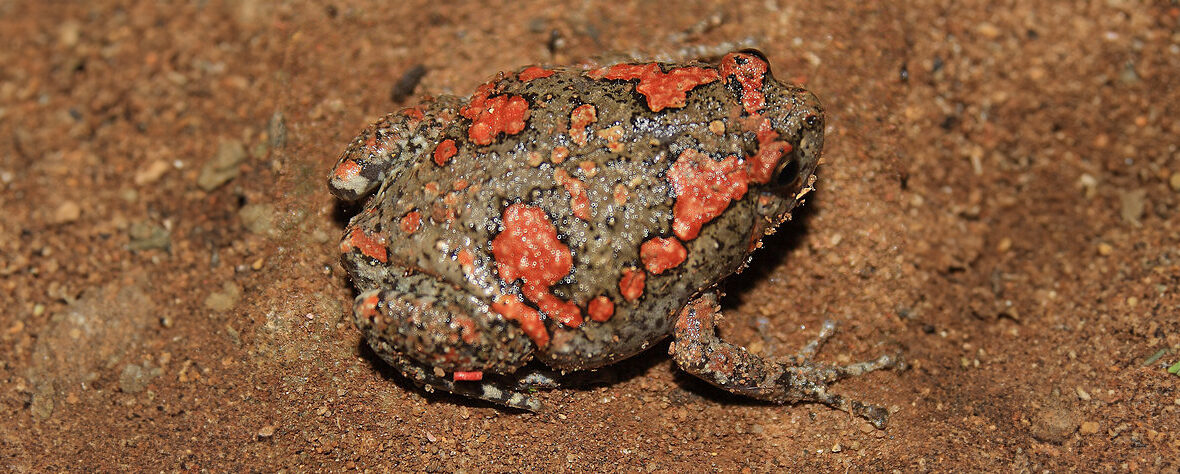 Sri Lankan painted frog