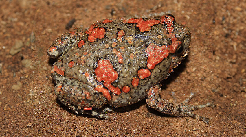 Sri Lankan painted frog