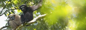western hoolock gibbon