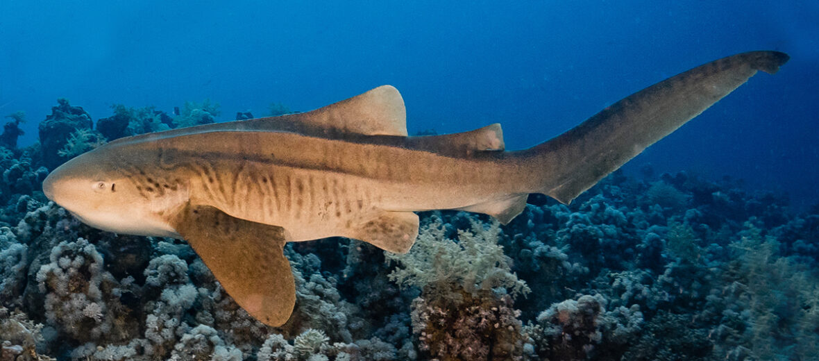 zebra shark