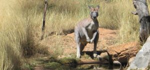 antilopine kangaroo