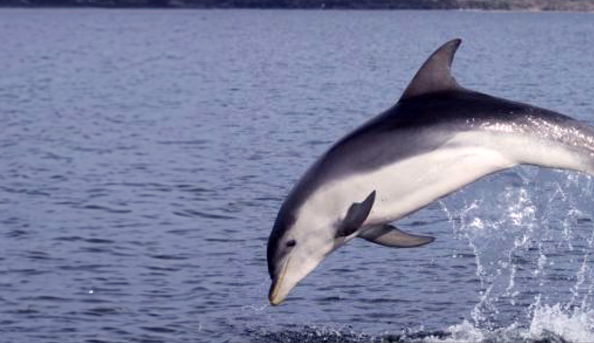 burrunan dolphin
