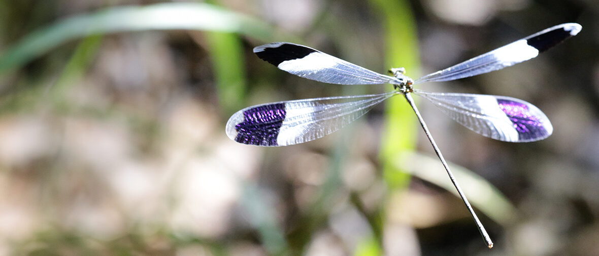 blue-winged helicopter dragonfly