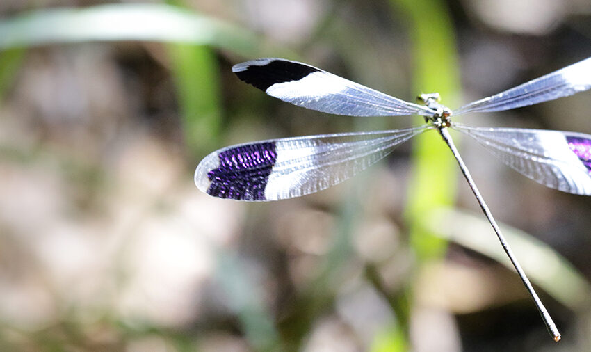 blue-winged helicopter dragonfly