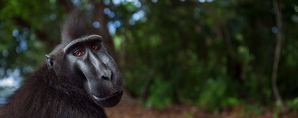 celebes crested macaque