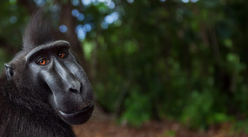 celebes crested macaque