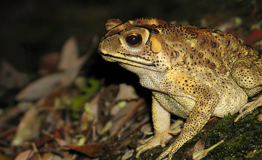 common Indian toad