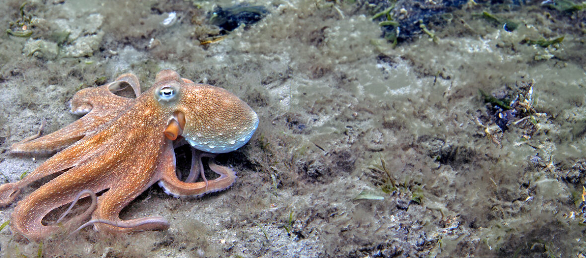 common octopus