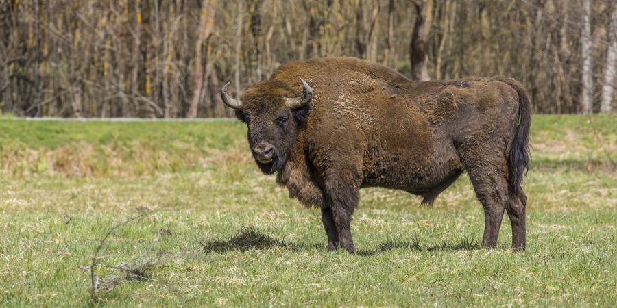 The European Bison | Critter Science