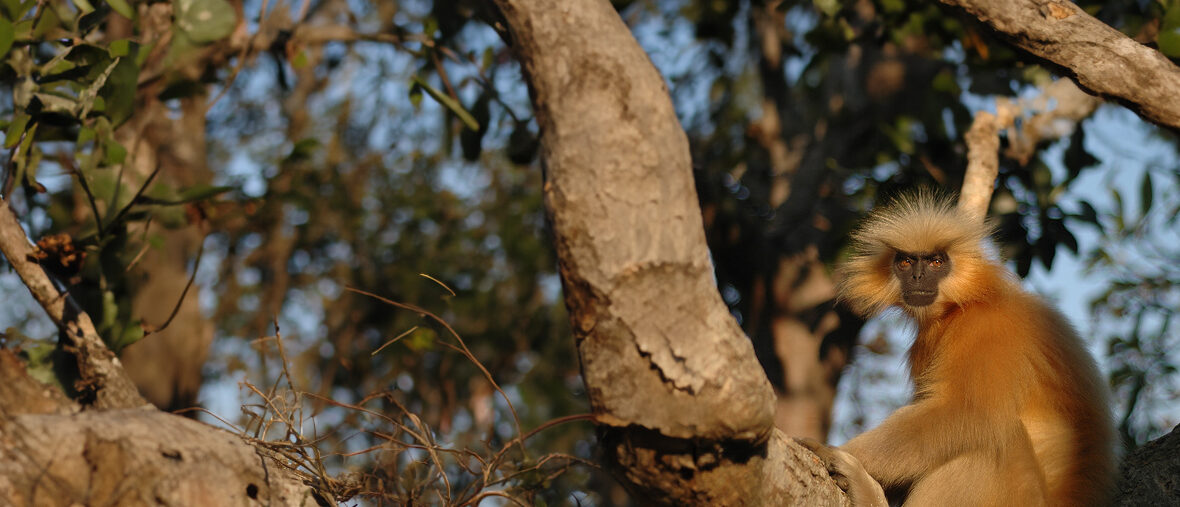 Gee's golden langur