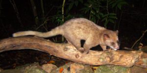 golden palm civet