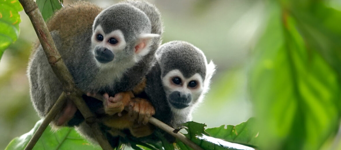 Humboldt's squirrel monkey