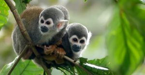 Humboldt's squirrel monkey