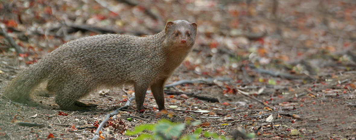 Indian gray mongoose