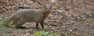 Indian gray mongoose