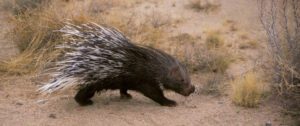 Indian porcupine