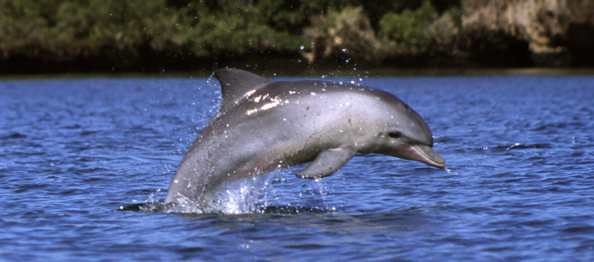 Indo-Pacific bottlenose dolphin